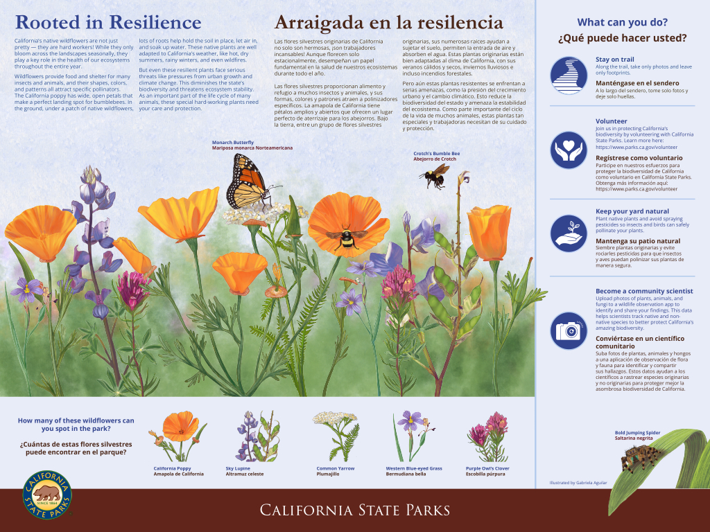 Low resolution image of an interpretive panel titled "Rooted in Resilience" featuring text and illustrations of various native Californian wildflowers and insects.