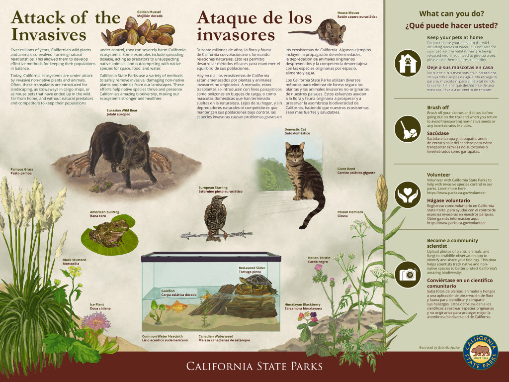 Low resolution image of an interpretive panel titled "Attack of the Invasives" featuring text and illustrations of various common exotic plants and animals.