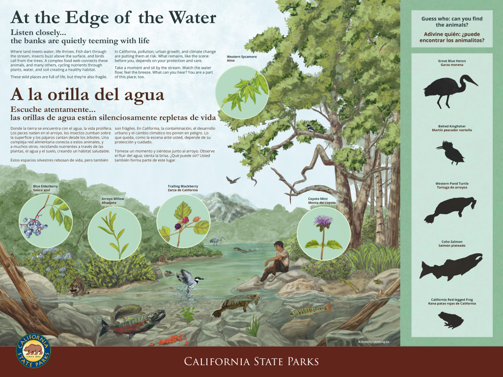 Low resolution image of an interpretive panel titled "At the Edge of the Water" featuring text and illustrations of flora and fauna along and within a river.