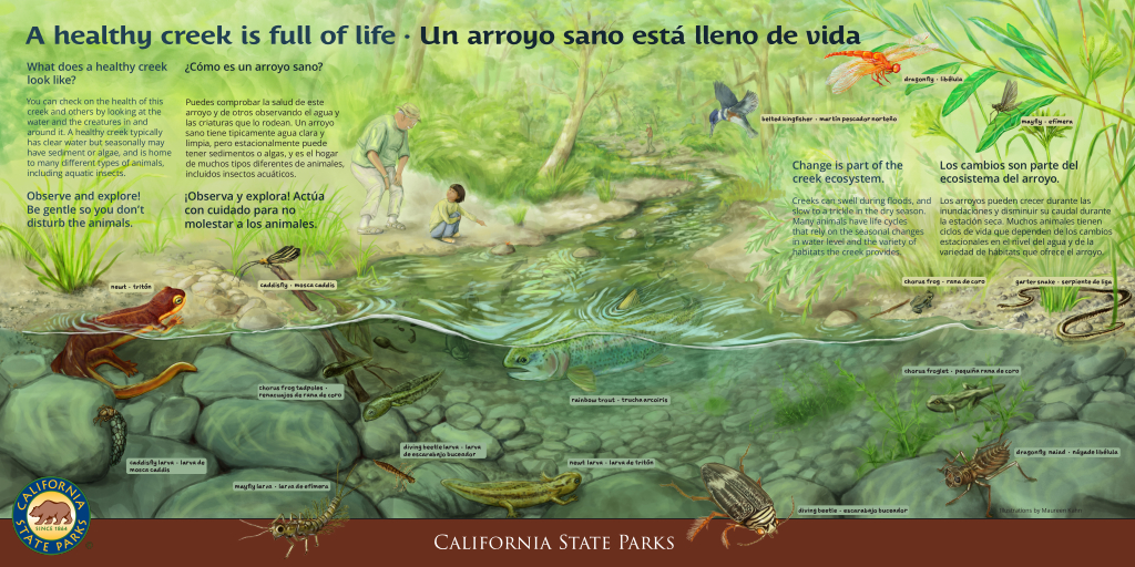 Low resolution image of an interpretive panel titled "A healthy creek is full of life" featuring text and illustrations of flora and fauna along and within a creek.