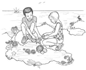 Cartoon of two children at a tidepool