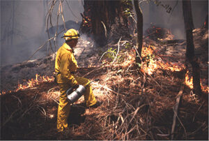 Firefighter doing a prescribed burn
