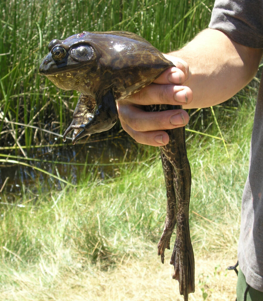 Photo of Bullfrog