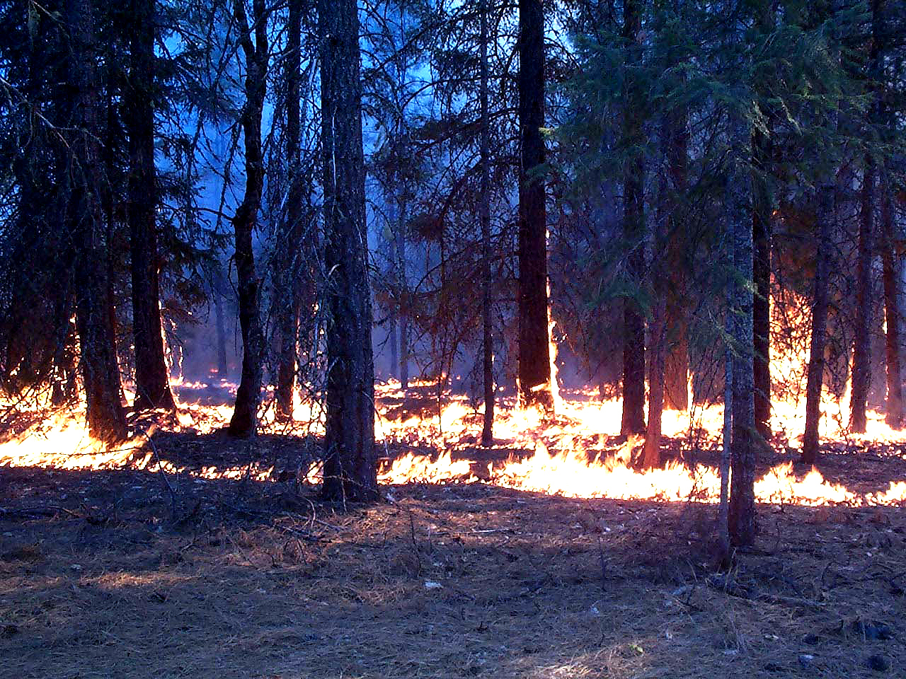 firepurposeforestunderstoryburney rxburn 2001c bakken