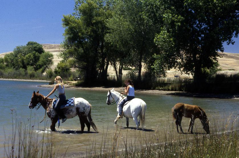 horse 090-s19831 lake oroville