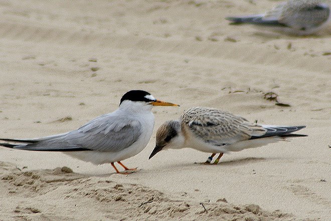 lete adult and juveniles