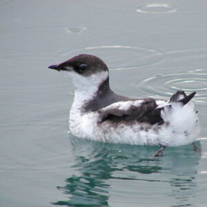 Murrelet