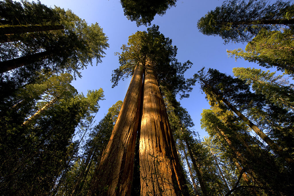 A giant sequoia
