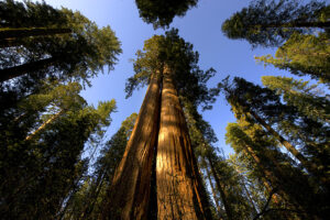 A giant sequoia