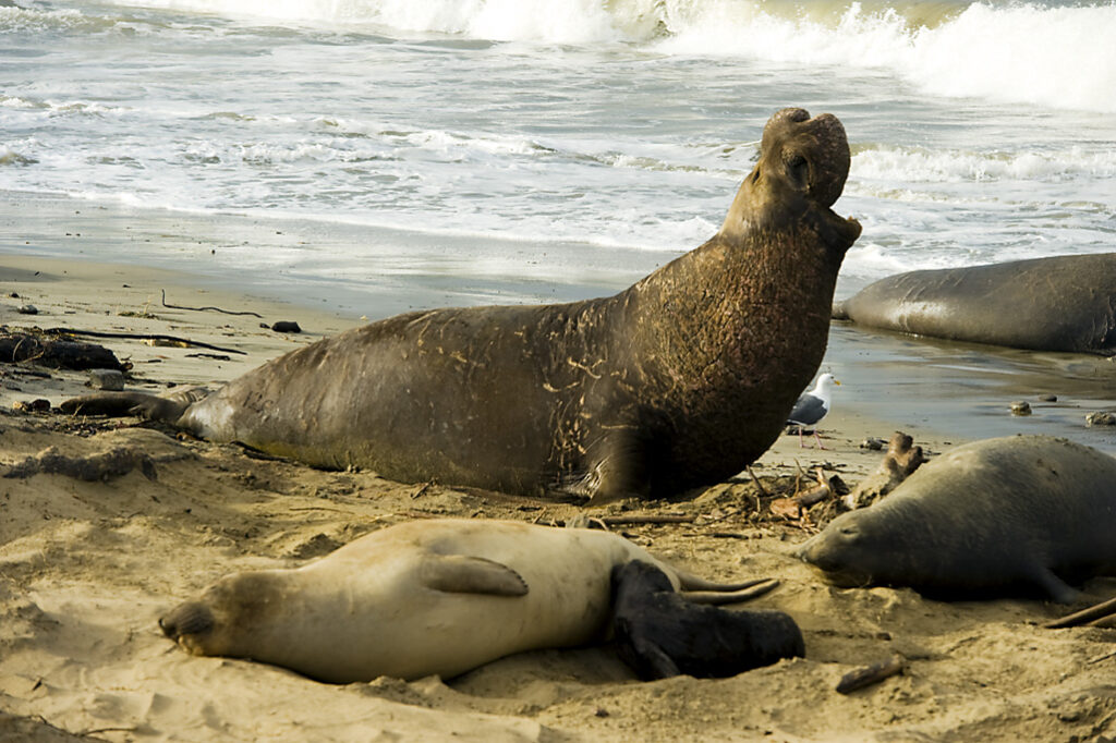 Northern Elephant Seals