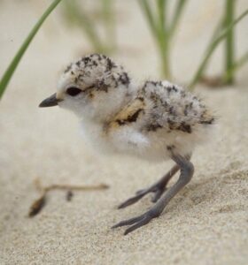 Plover chick