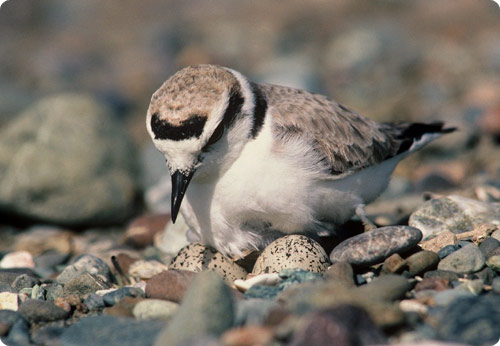 plover-dad-brooding