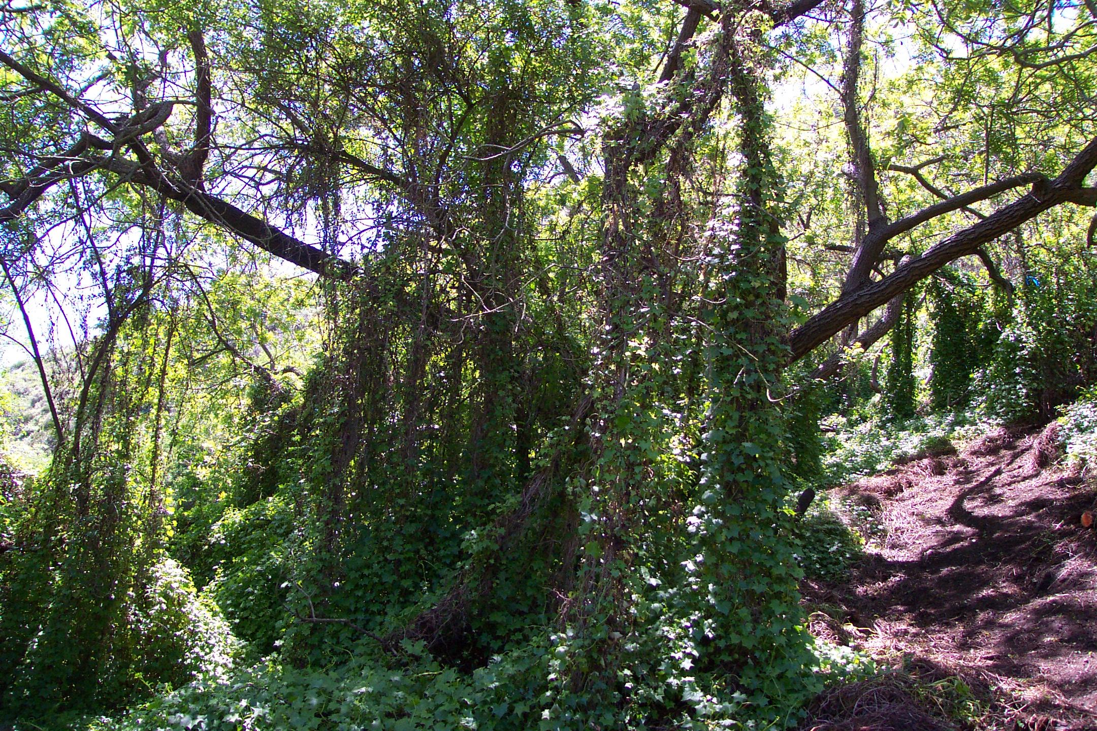 sgpixm dcp_0627