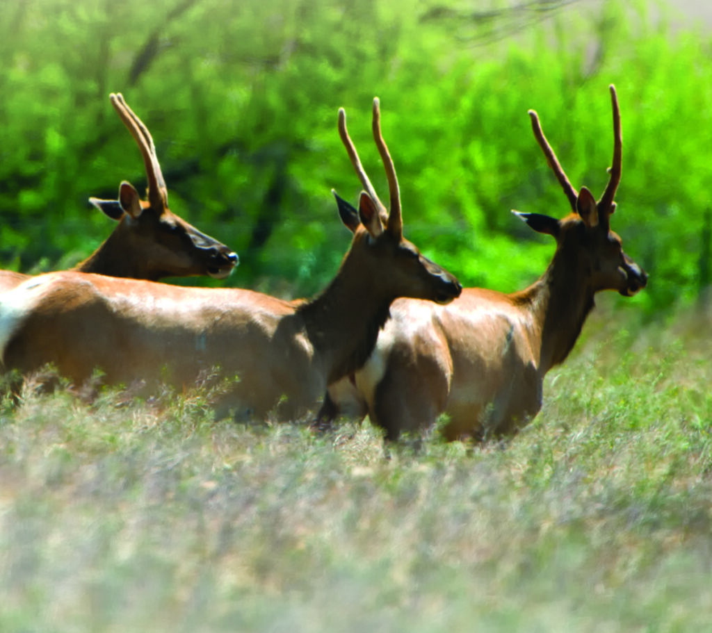 Tule Elk