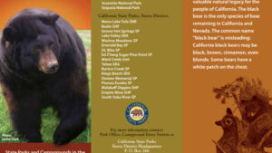 An image of the brochure "American Black Bears in California State Parks"