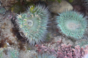 Colorful anemones in a shallow tide pool