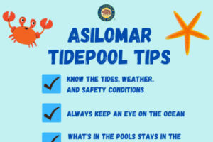 A graphic listing tips for tidepooling at Asilomar State Beach. In the upper-left corner is a cartoon crab. In the upper-right corner is a cartoon sea star.