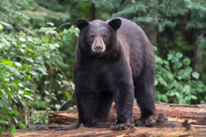 A picture of a black bear on a path in a forest