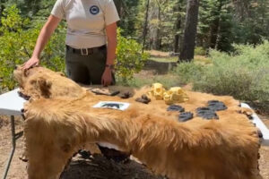 An interpreter stands behind a table, covered in a bear pelt, with different bear skulls and paw castings.