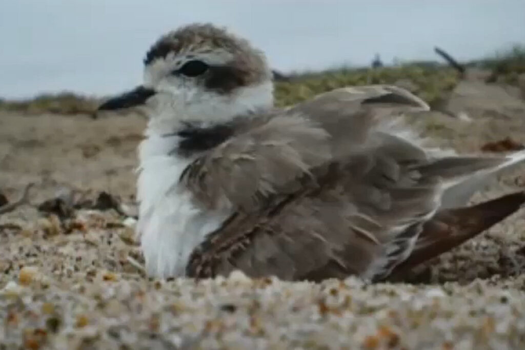A still image from a video showing a snowy plover sitting on a nest in the sand