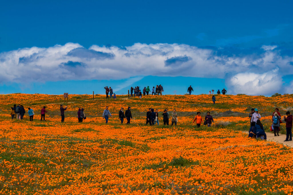 Photo of or from Antelope Valley California Poppy Nature Park