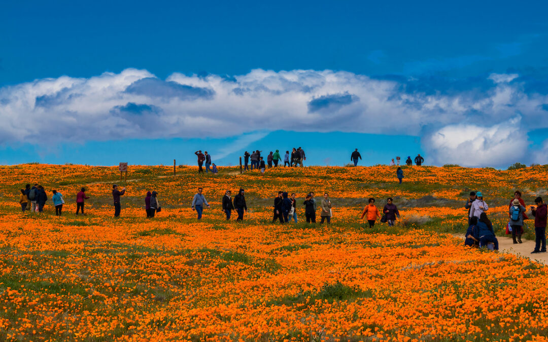 Photo of or from Antelope Valley California Poppy Nature Park