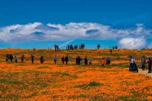 Photo of or from Antelope Valley California Poppy Nature Park