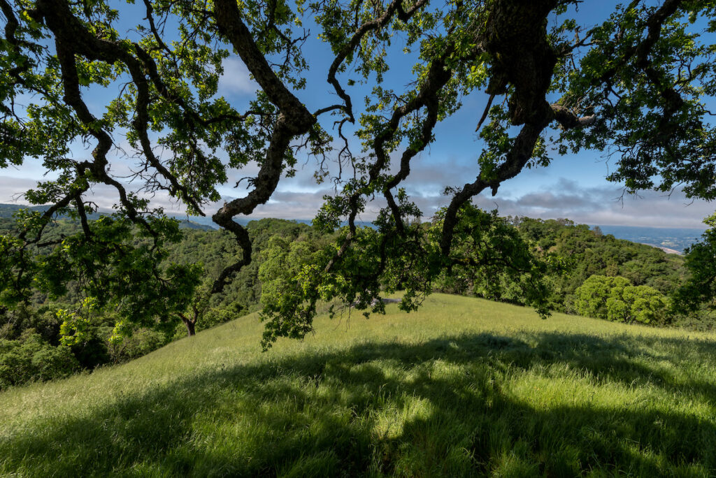 Photo of or from Henry W. Coe State Park