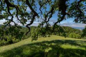Photo of or from Henry W. Coe State Park