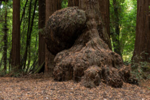 Photo of or from Henry Cowell Redwoods State Park