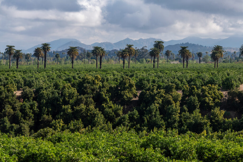 Photo of or from California Citrus State Historic Park