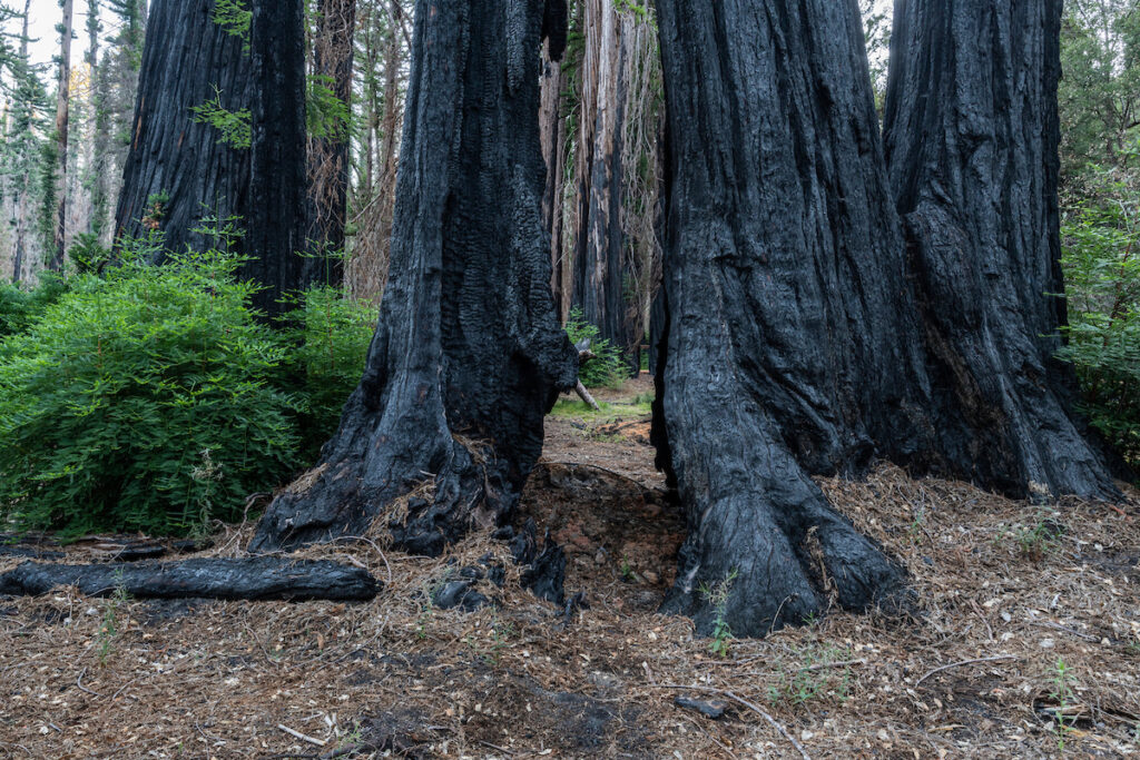 Photo of or from Big Basin Redwoods State Park