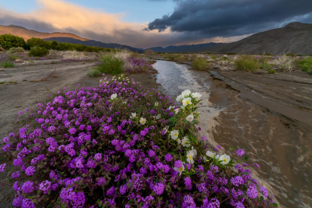 Photo of or from Anza Borrego Desert State Park