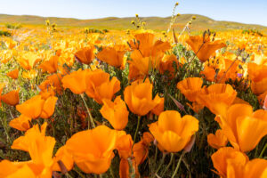 Photo of or from Antelope Valley California Poppy State Park