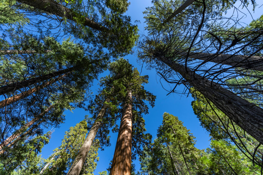 Calaveras Big Trees State Park