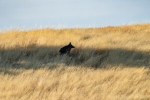 Photo of or from Carnegie State Vehicle Recreation Area