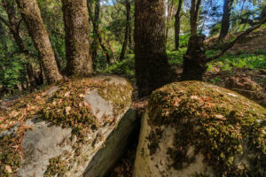 Photo of or from Castle Rock State Park
