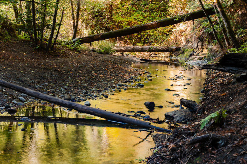 Photo of or from The Forest of Nisene Marks State Park