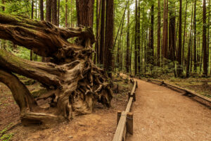 Photo of or from Armstrong Redwoods State Park