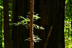 Photo of or from Humboldt Redwoods State Park