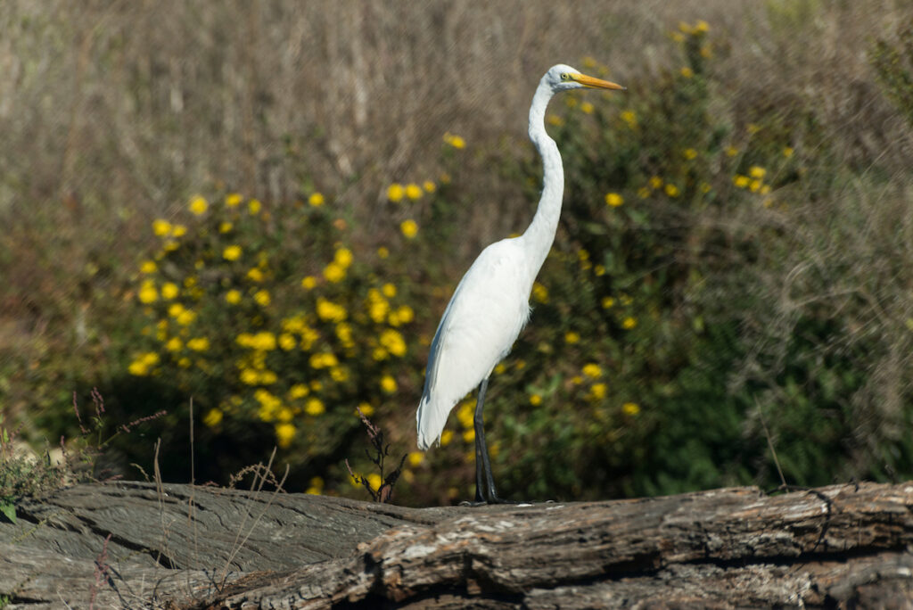 Photo of or from Manresa State Beach