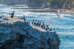 Photo of or from Natural Bridges State Beach