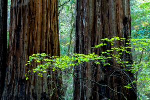 Photo of or from Armstrong Redwoods State Natural Reserve