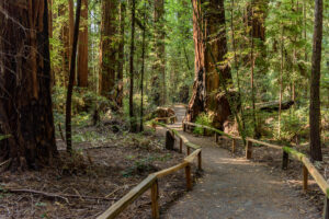 Photo of or from Richardson Grove State Park