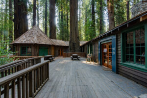 Photo of or from Richardson Grove State Park