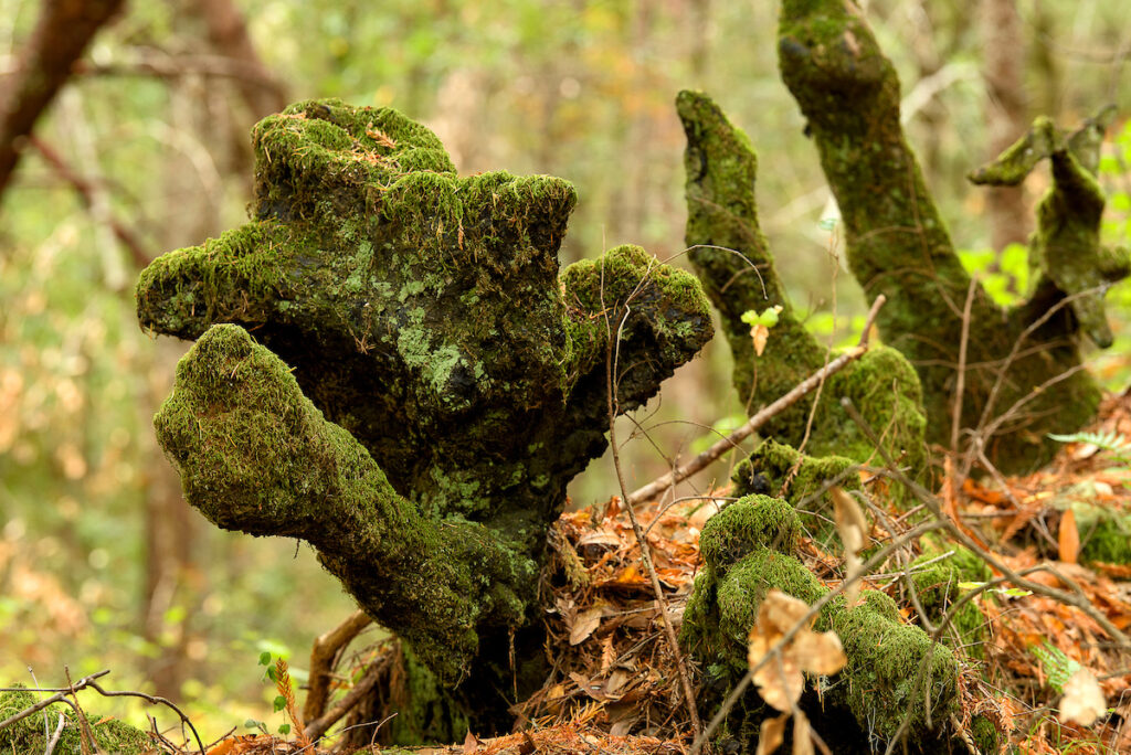 Photo of or from Hendy Woods State Park
