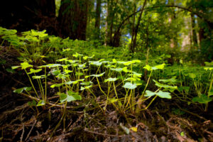 Photo of or from Henry Cowell Redwoods State Park