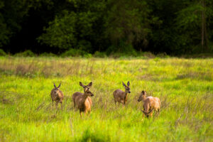 Photo of or from Henry Cowell Redwoods State Park