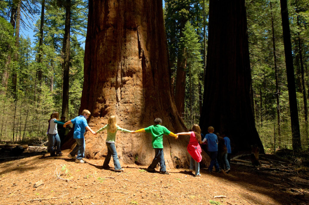 Photo of or from Calaveras Big Trees State Park
