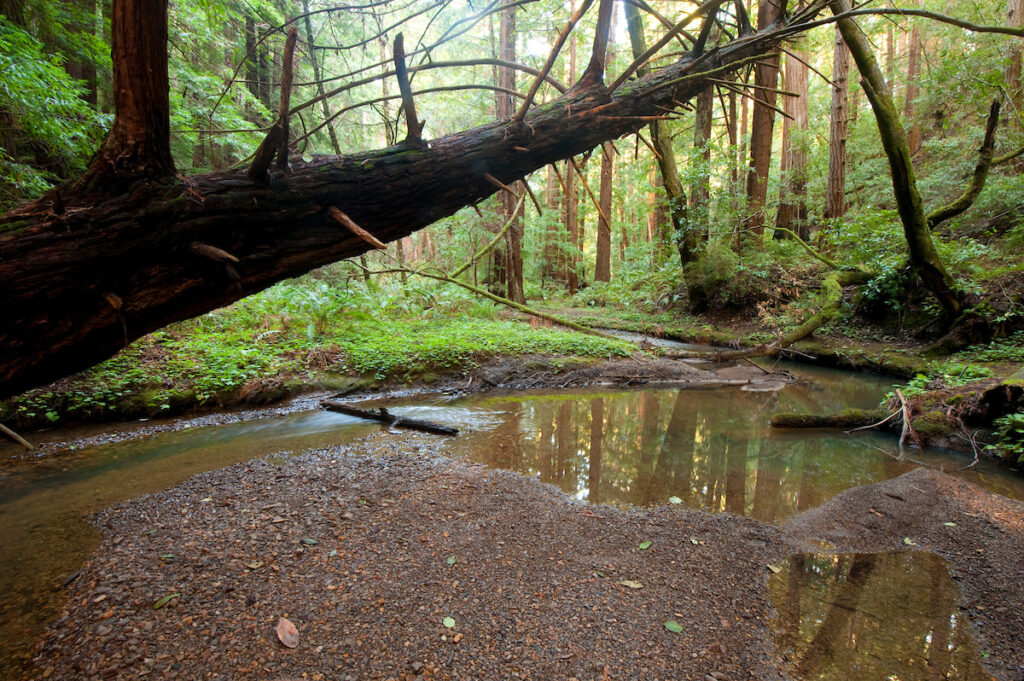 Photo of or from Butano State Park